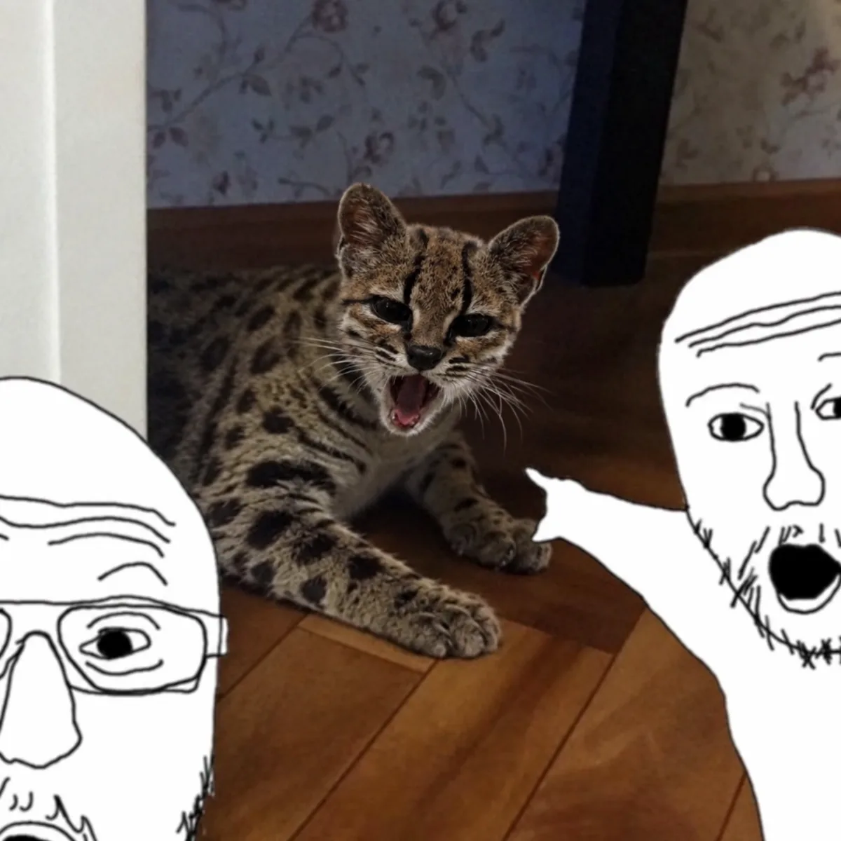 Chat, is this real?