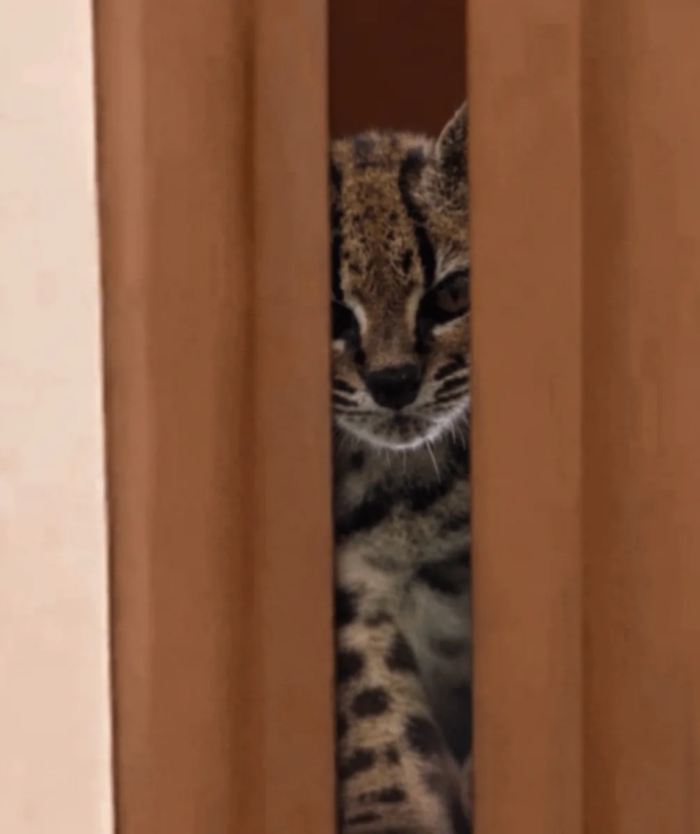 Peeking